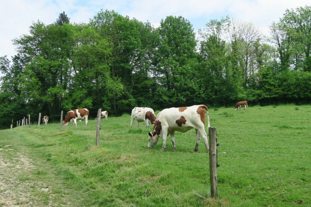 vaches montbéliardes
