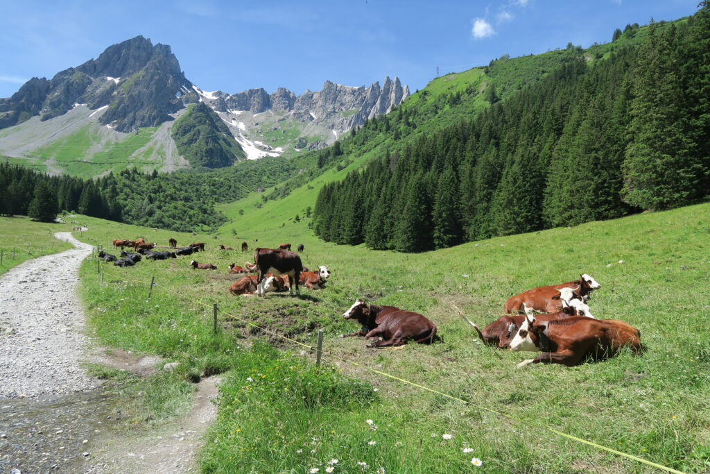 Vaches Les Contamines Montjoie