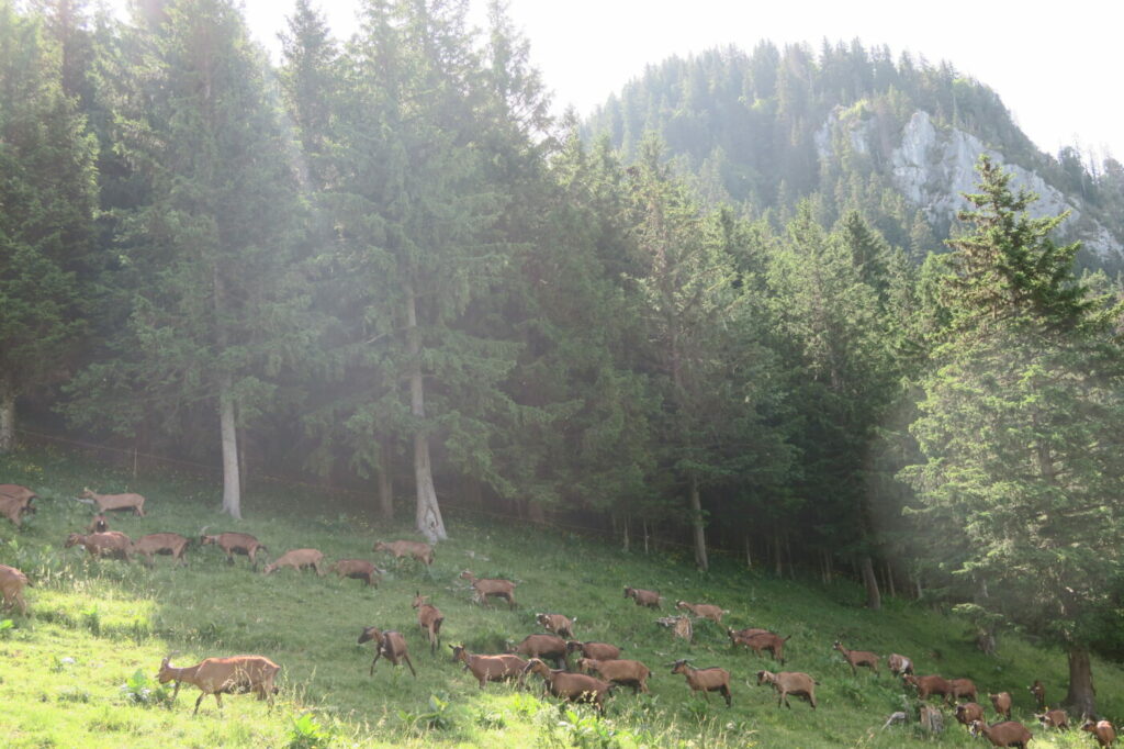 Chèvres en montagne Haute-Savoie