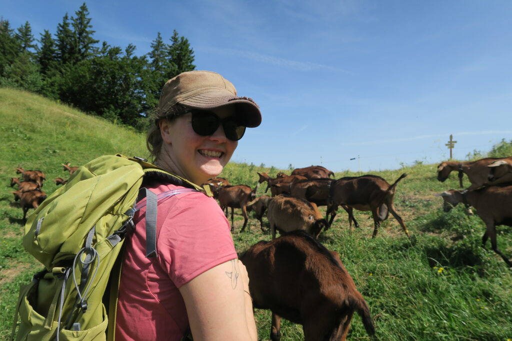 chèvres en montagne