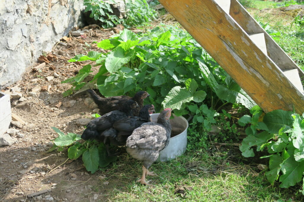 poule dans un refuge de montagne