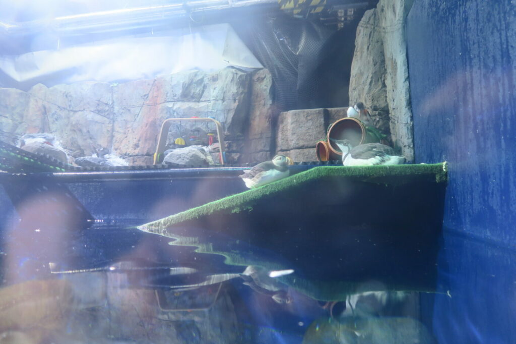 macareux aquarium vestmannaeyjar