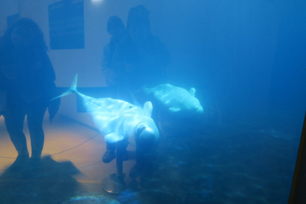 beluga islande vetmannaeyjar