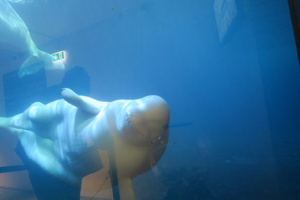 belugas islande ile vestmann (1)