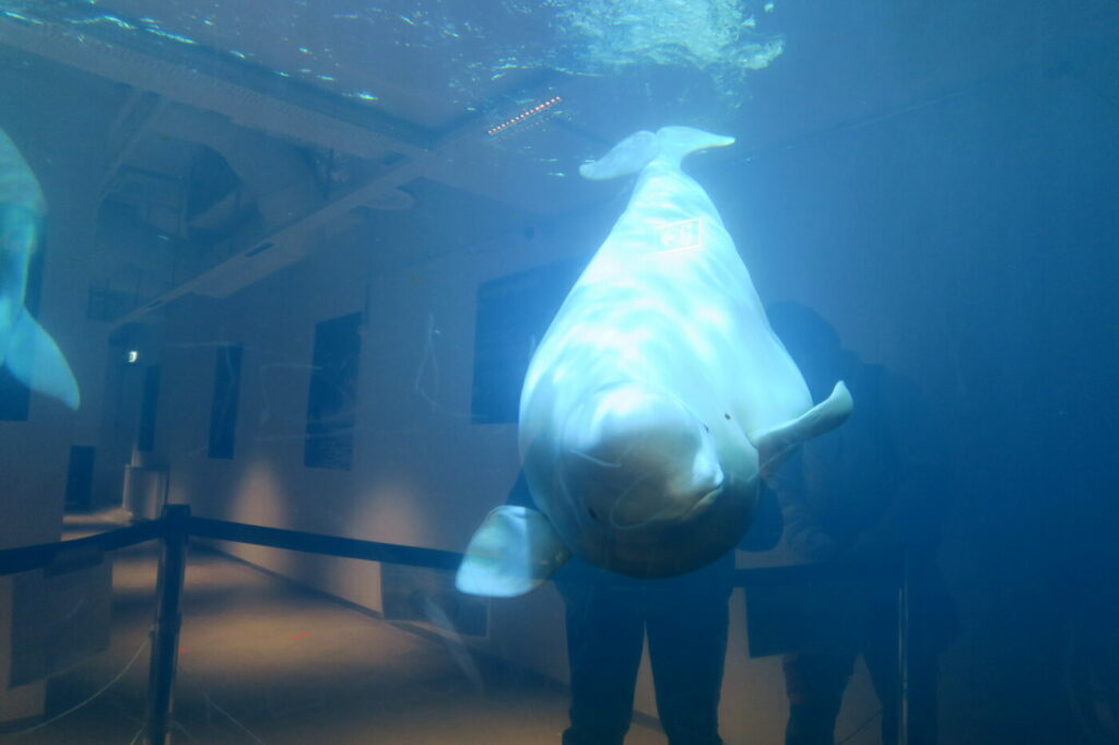 belugas islande ile vestmann (2)